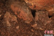 温岭江西发现蜘蛛新物种 为研究呵叻蛛属适应区域提供依据
