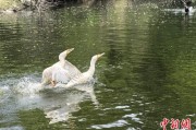 温岭吉林：罕见白鸬鹚连续两年“故地重游”