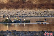 温岭歙县完成安徽首个县域生物多样性调查 共记录物种近4千种
